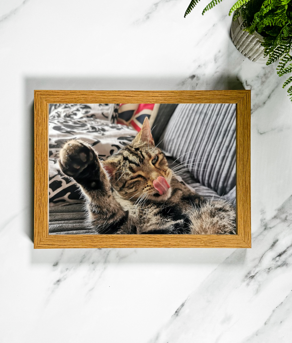 Framed Art Print - Power To The Moggies!